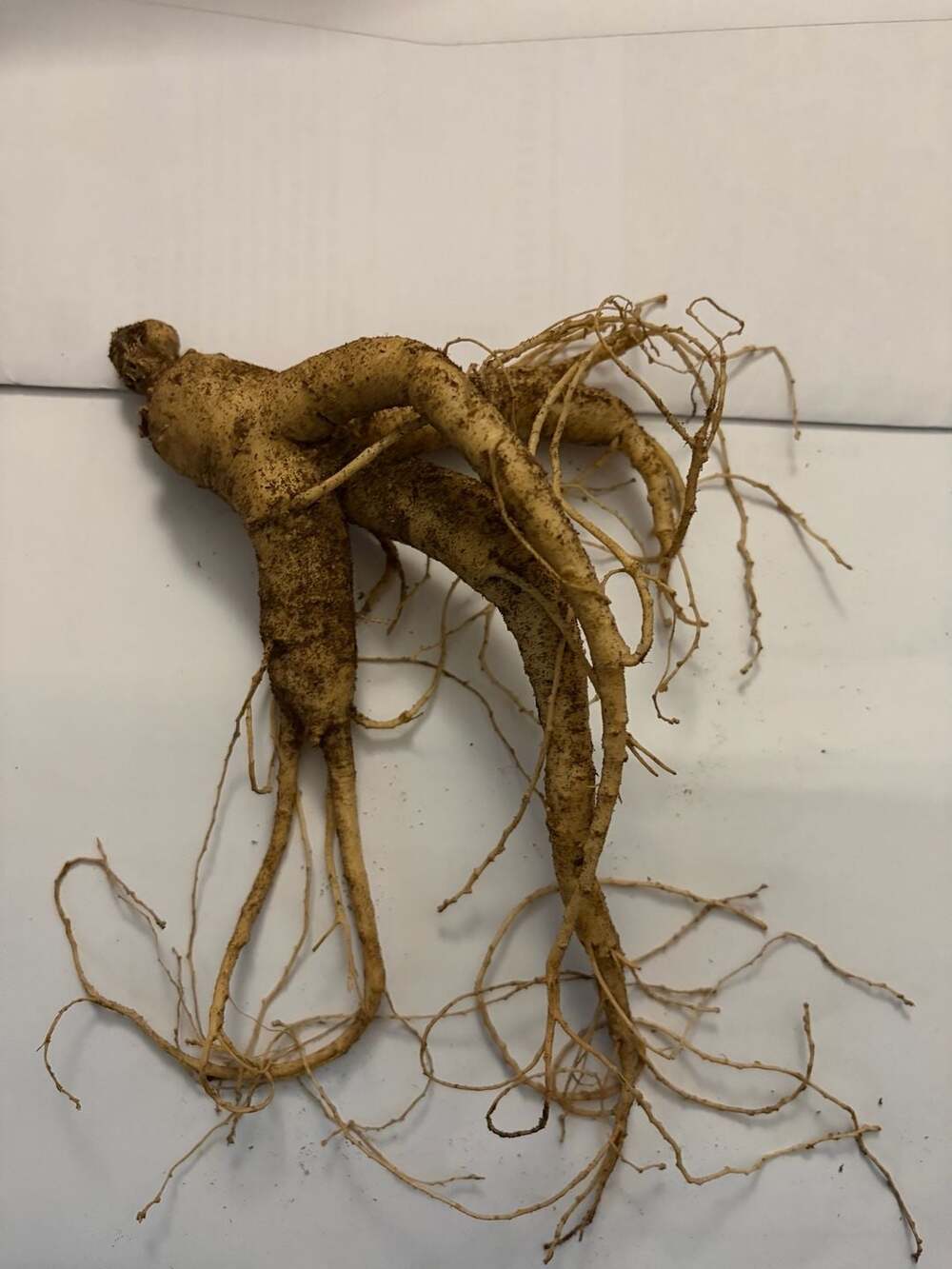 Fresh American Ginseng Root 1-1.5 Ounces (Large)